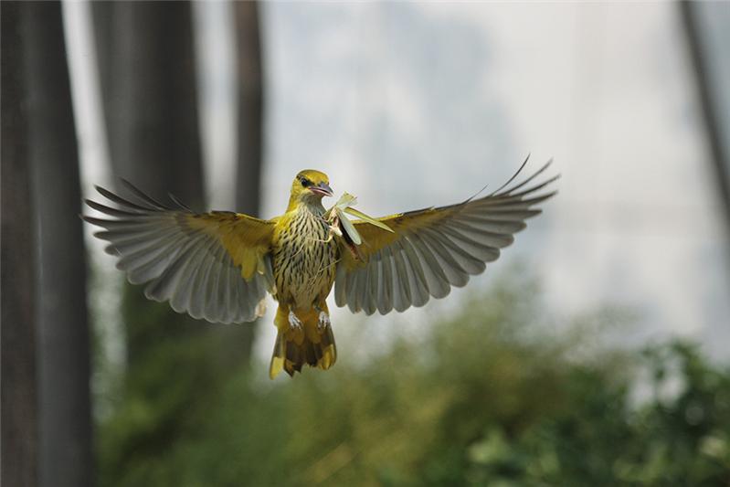 《黑枕黄鹂鸟扑食螳螂》