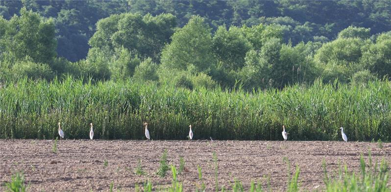 《黄河故道风光》