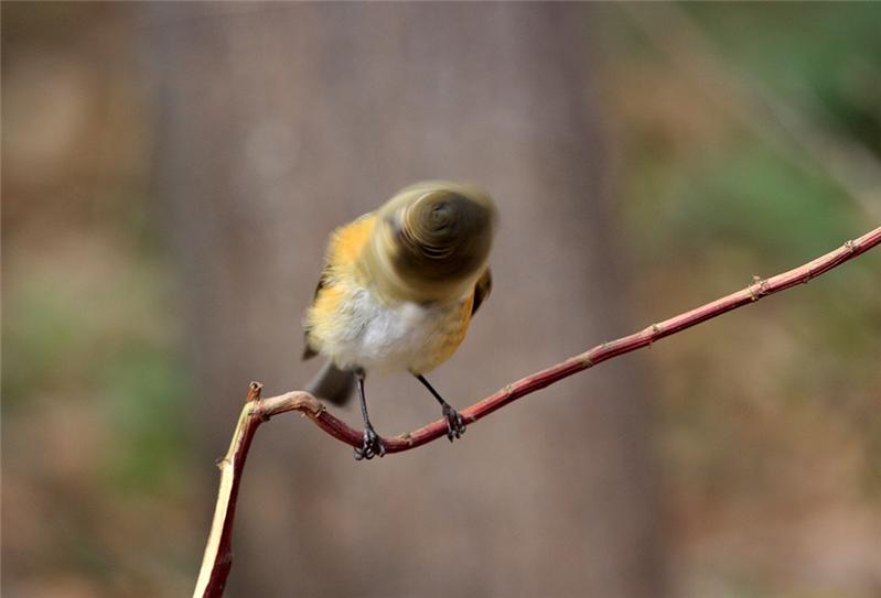 《鸟儿成了拨浪鼓》
