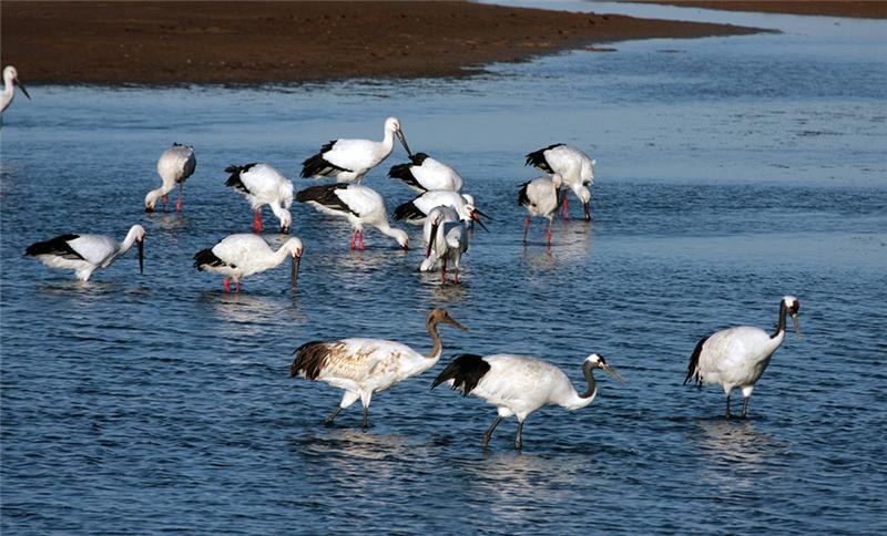 《黄河口--野生珍禽的乐园》
