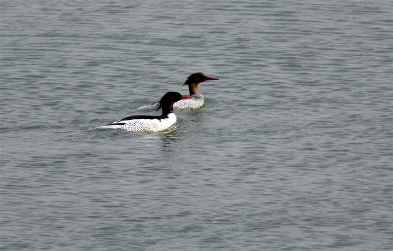 《鸟中熊猫--中华秋沙鸭飞进河口城区水库》