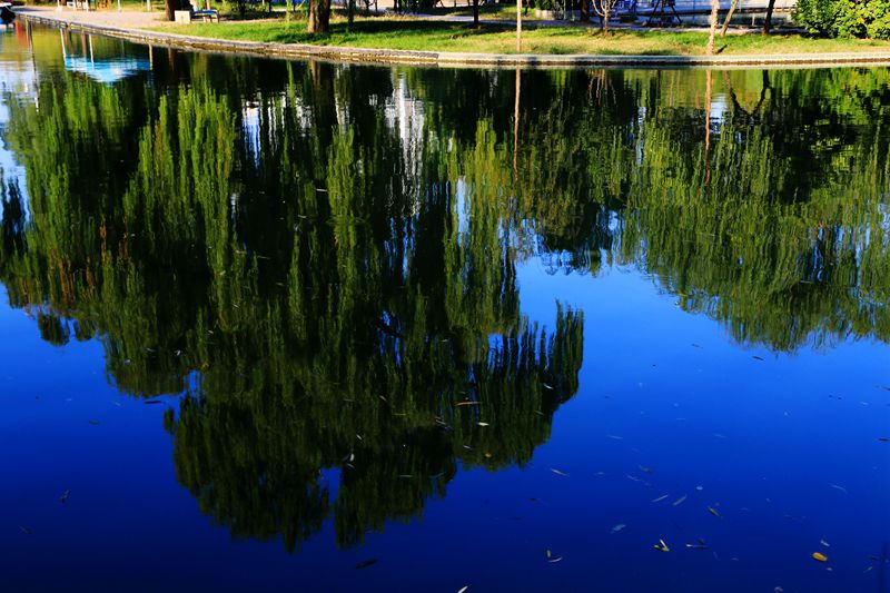 一树倒影半面湖