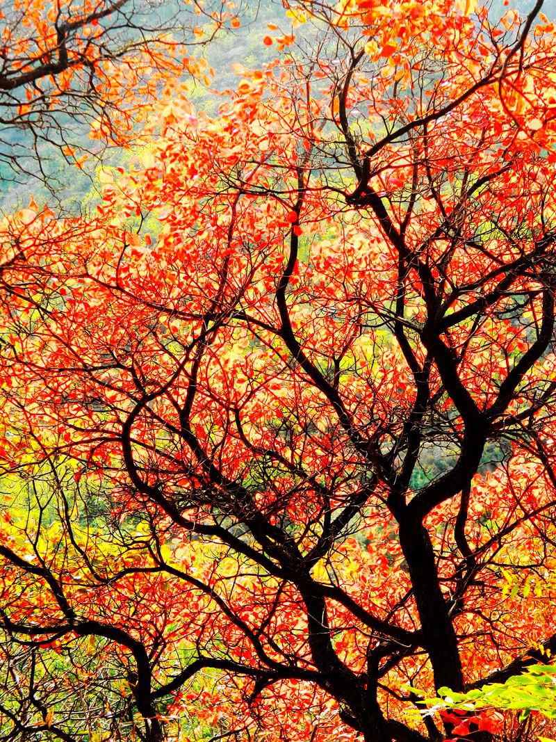 一树枫红绘秋色