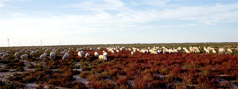 《红草地牧羊》