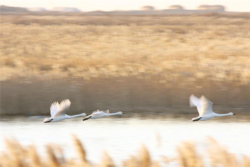 《慢门拍摄的夕阳下芦苇荡中的美丽天鹅》