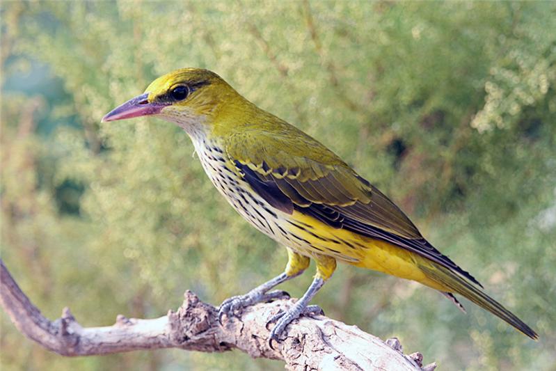 《黑枕黄鹂鸟亚成体》