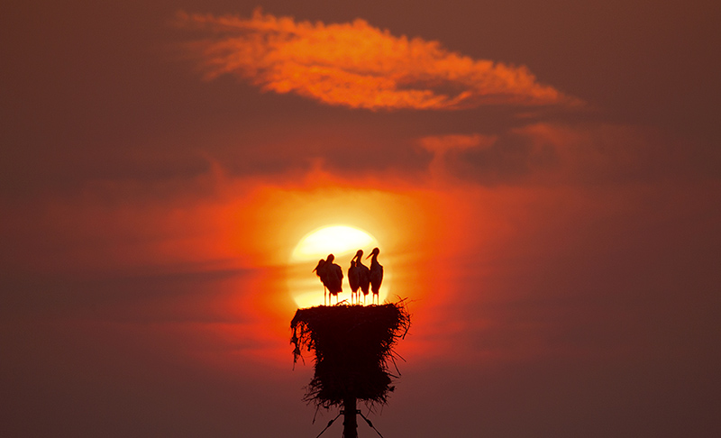 《朝阳中成长的东方白鹳》