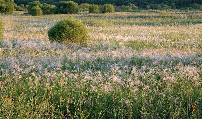 《黄河口芦狄绽放》