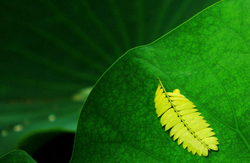 你若不离，我便不弃