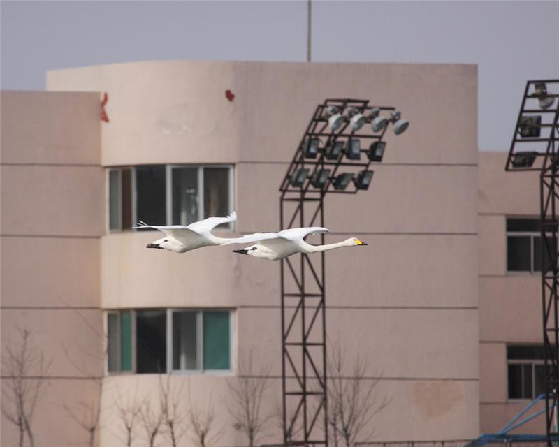 《黄河口--野生白天鹅飞临城下》