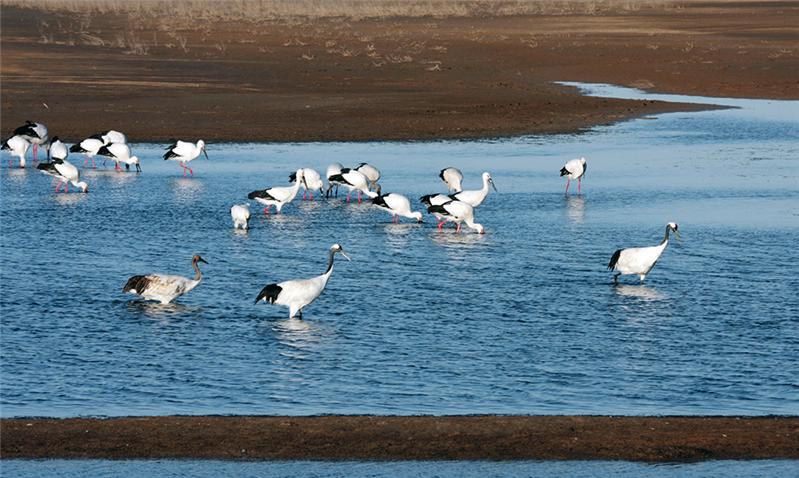 《珍禽的乐园黄河口》
