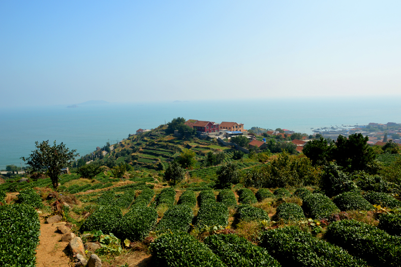 海上茶园