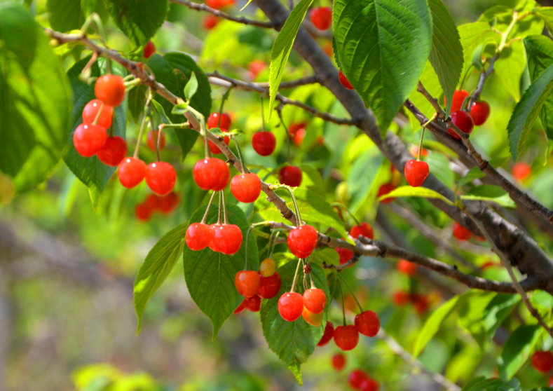 崂山樱桃
