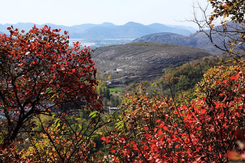 又到君山红叶时