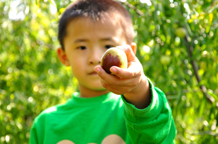 看我摘得冬枣大不大？