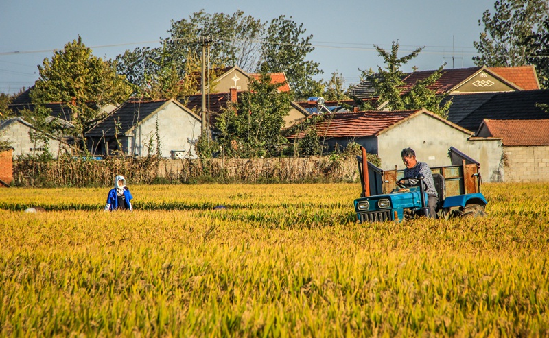 收获一年的金色之三