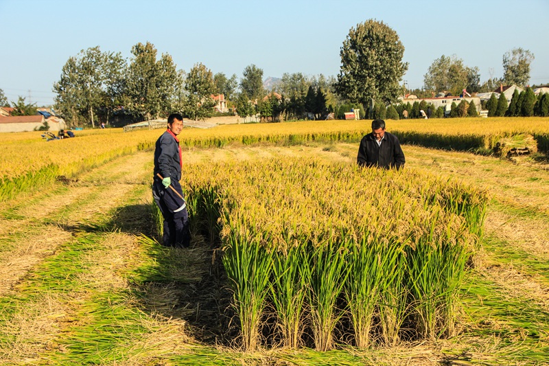 收获一年的金色之二