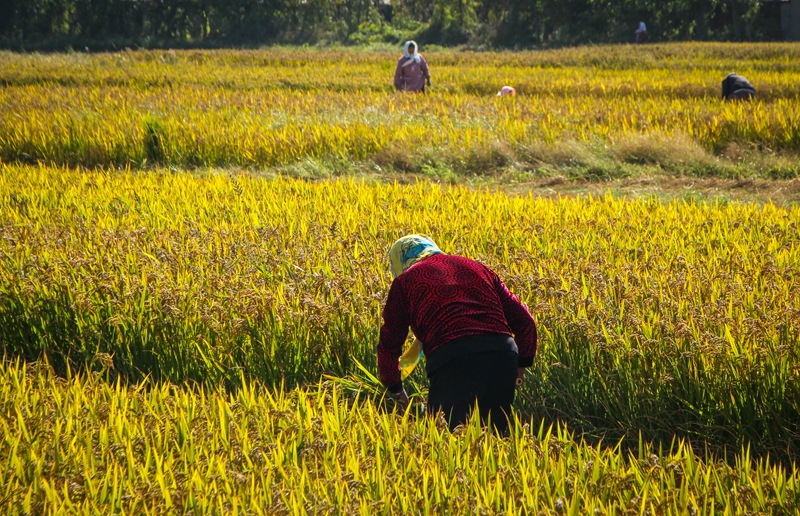 收获一年的金色