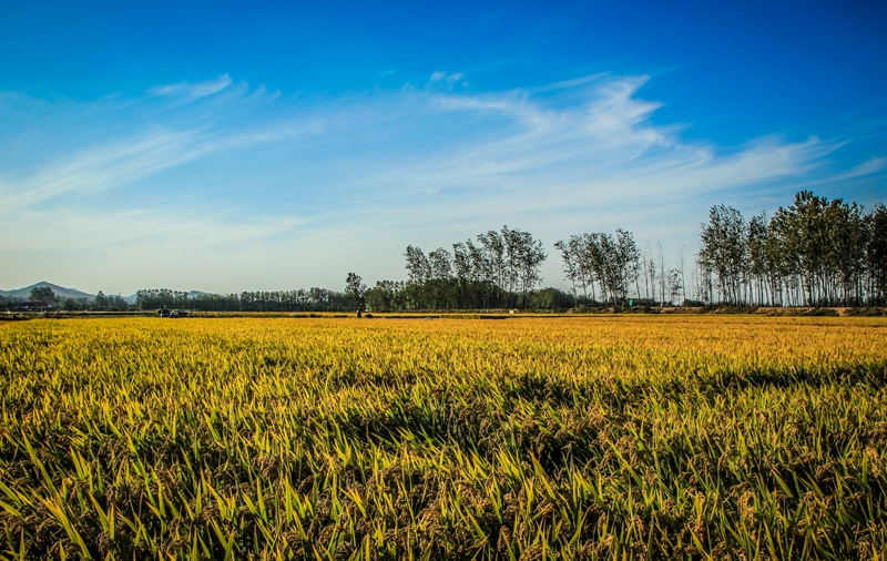 希望的田野之二