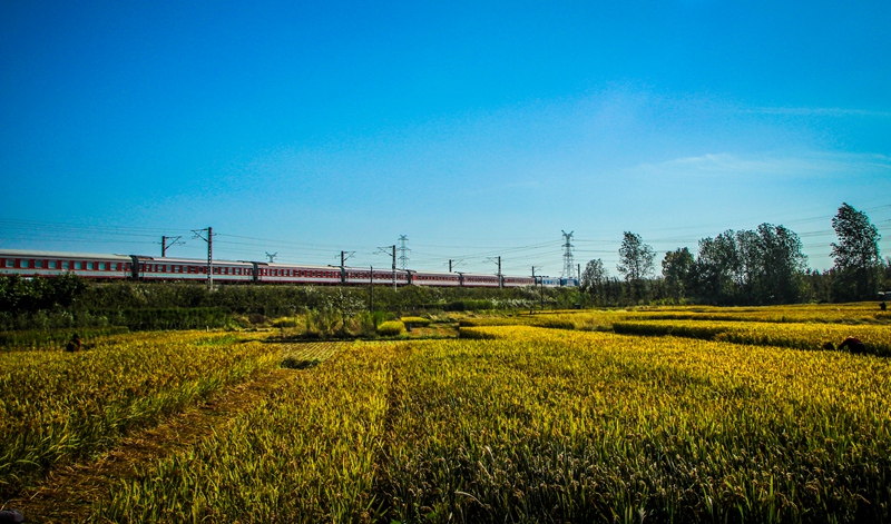 火车稻田，现代与乡村