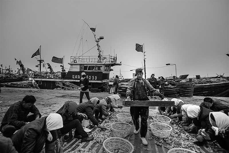 又是琵琶收获时