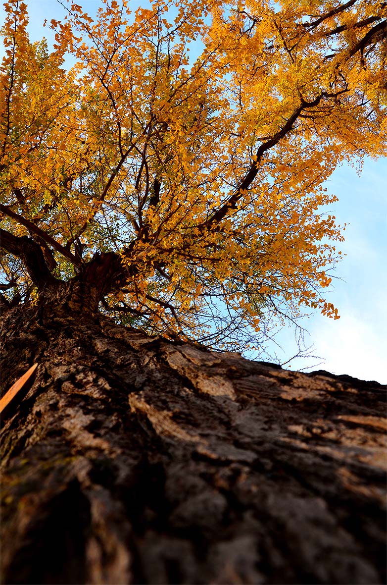 千年古银杏（特写）