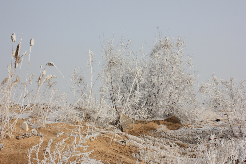 大雾过后的湿地