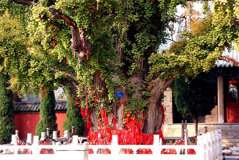 孔子手植銀杏树