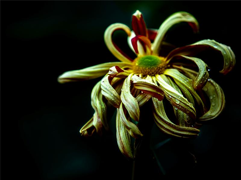 菊花之《金蛇狂舞》