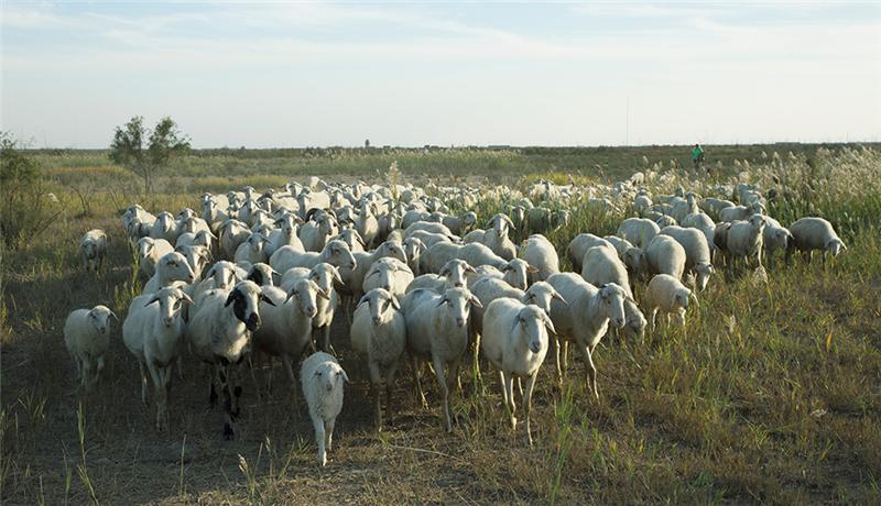 黄河口荒滩牧羊