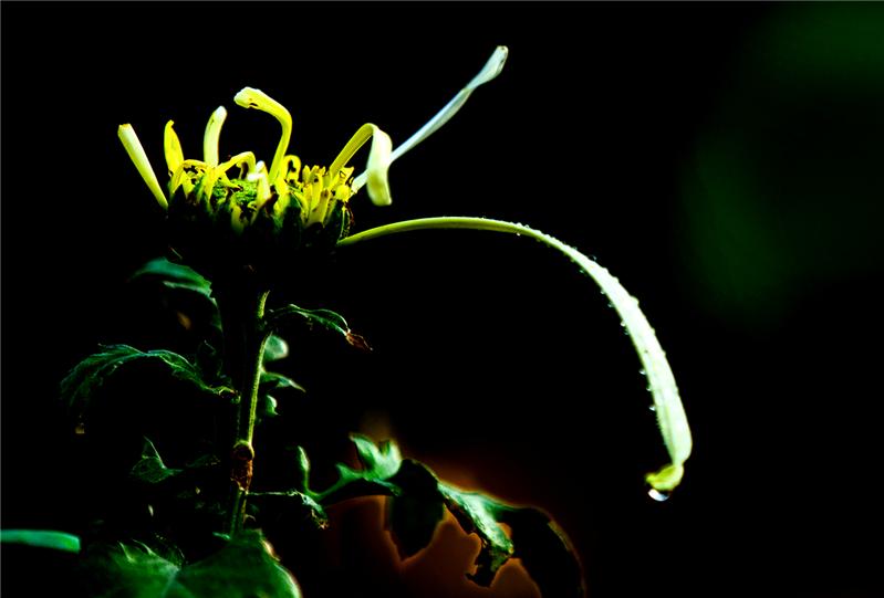 菊花之《雏菊》