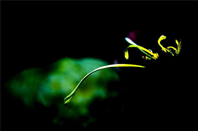 菊花之《引蛇出洞》