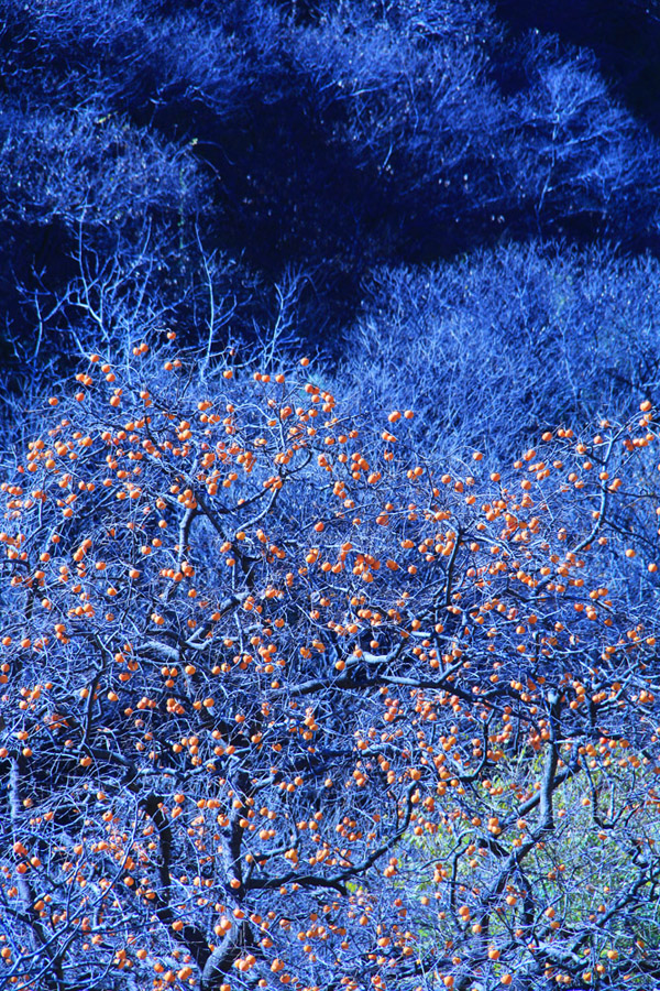 远山蕴冬意 红颜俏枝头