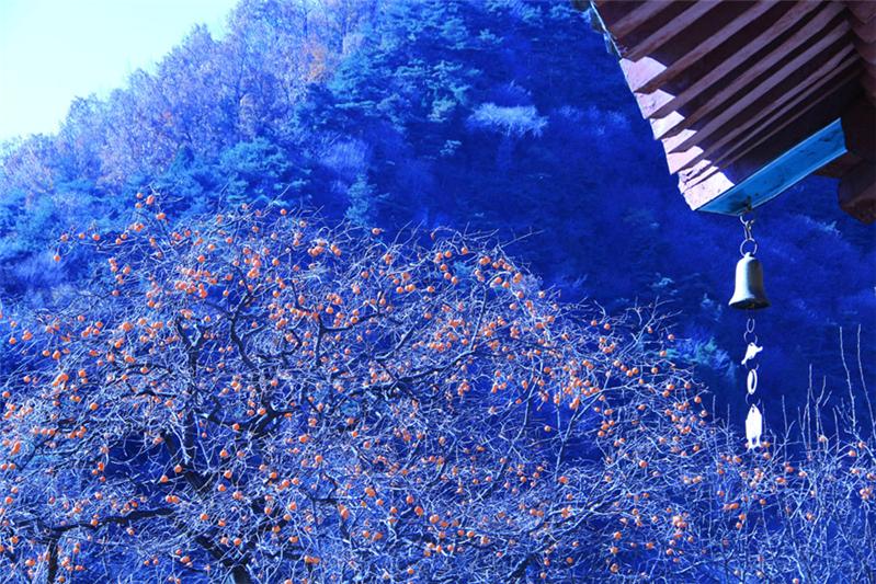 盛世（柿）和鸣