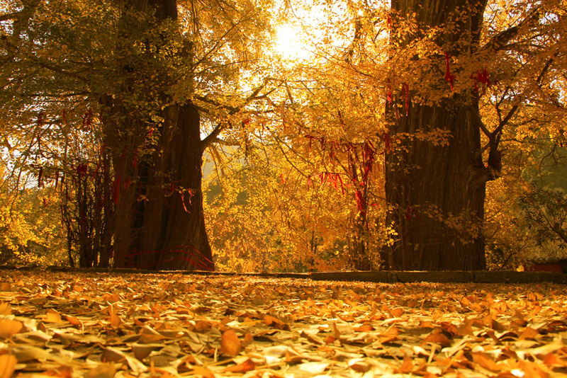 满目黄叶艳  秋意正浓时