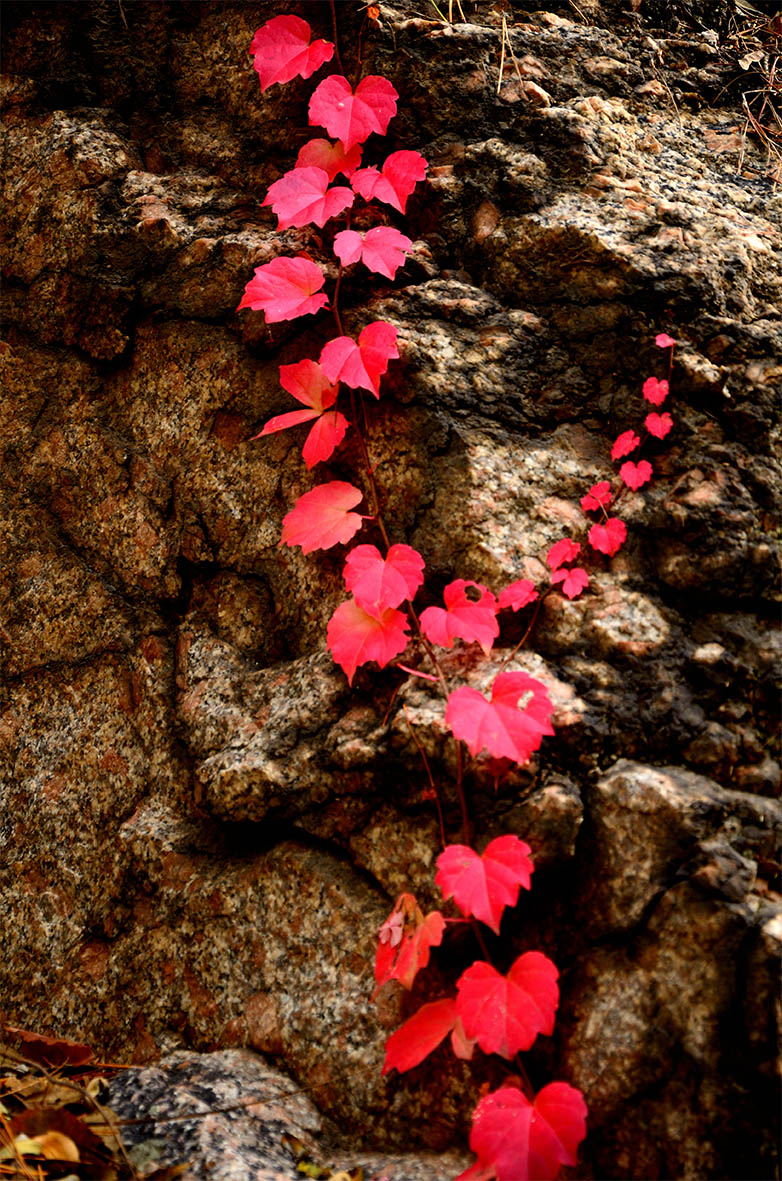 红叶