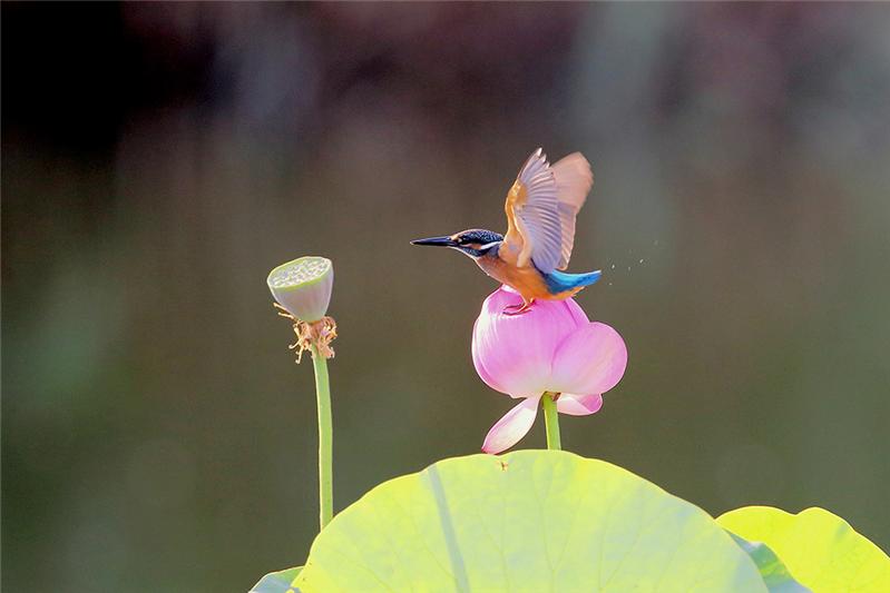 《荷花•小翠》
