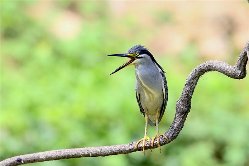 保护生态—《绿鹭•呼唤》