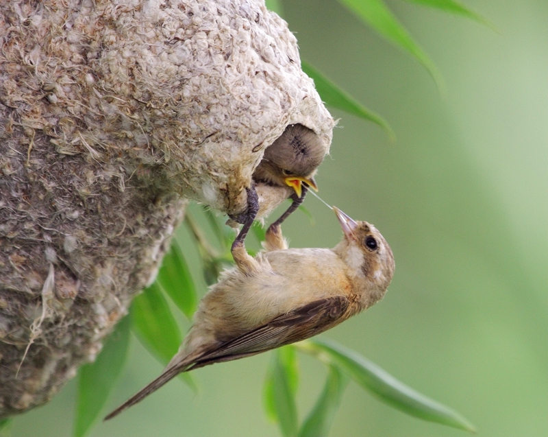 母子连心-“孔子故乡 中国山东”国际网络摄影大赛官方网站