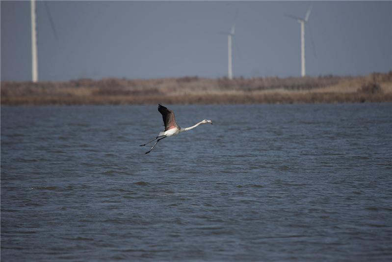 黄河口首次发现大火烈鸟
