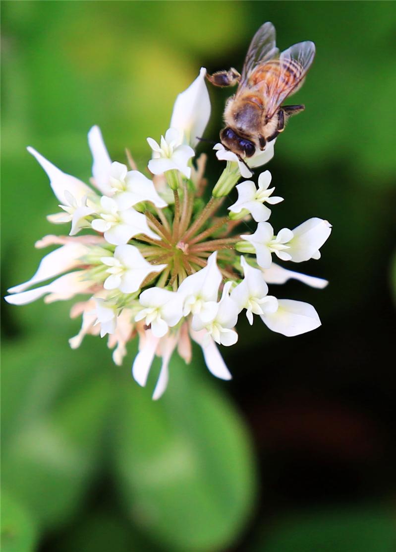 早有蜜蜂立上头