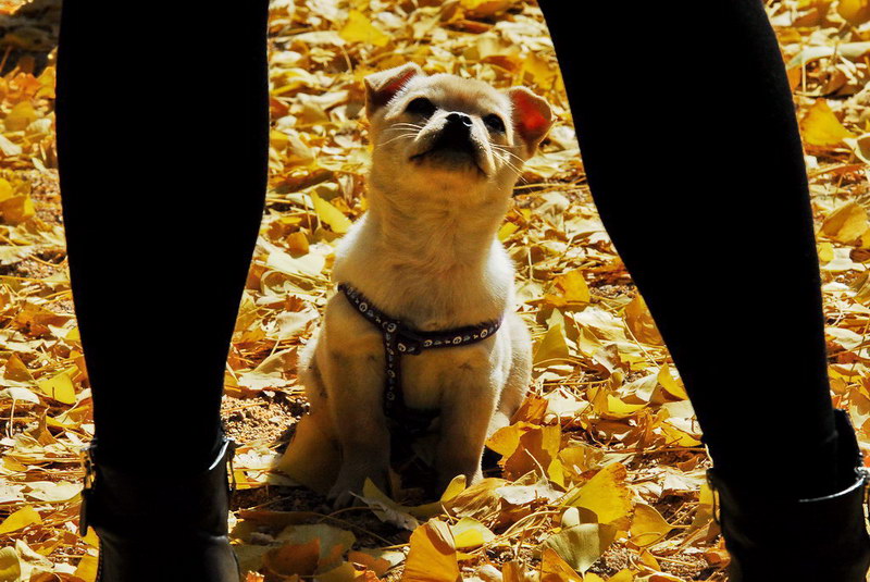 主人给我照相呢