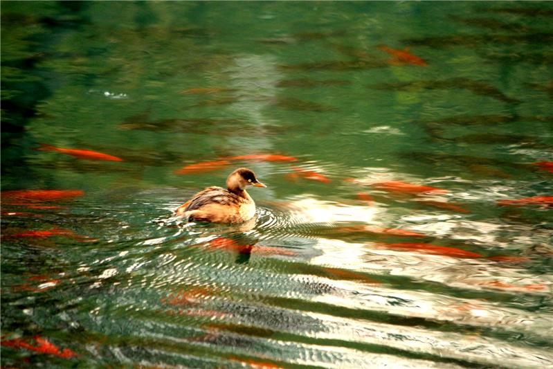 鱼翔浅底，䴙䴘戏水