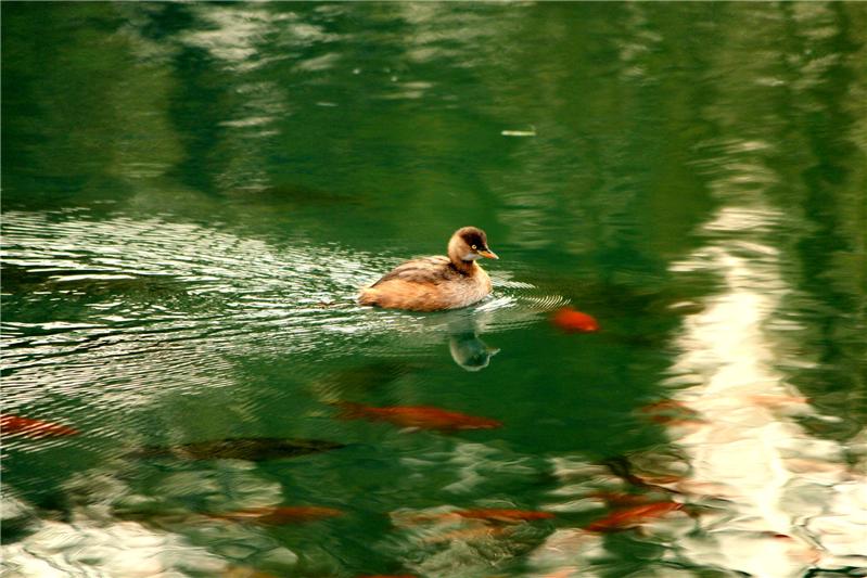 鱼翔浅底，䴙䴘戏水