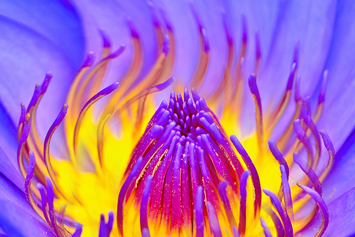 金莲风韵出瑶池