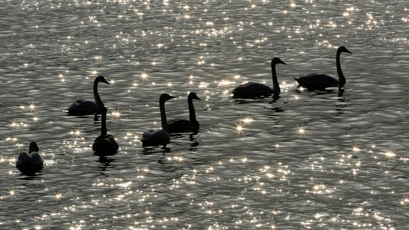 天鹅畅游星海湾