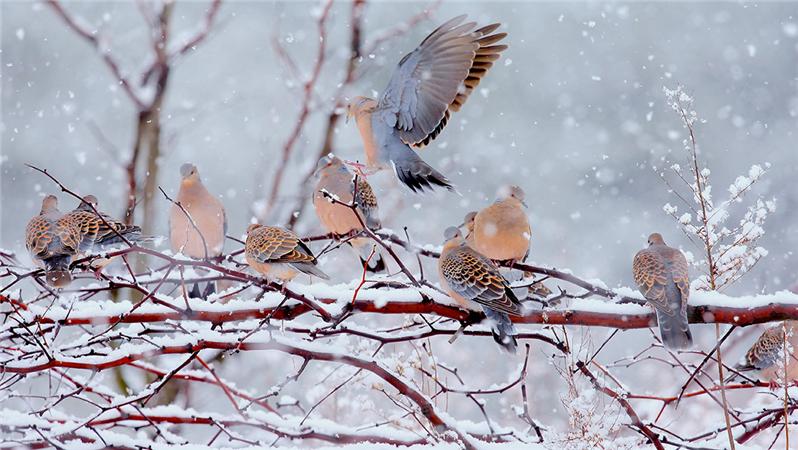 斑鸠—《闹雪》(二)