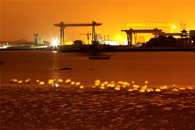 睡梦中的白天鹅