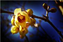 腊梅