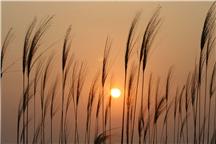 《黄河口夕照风光》